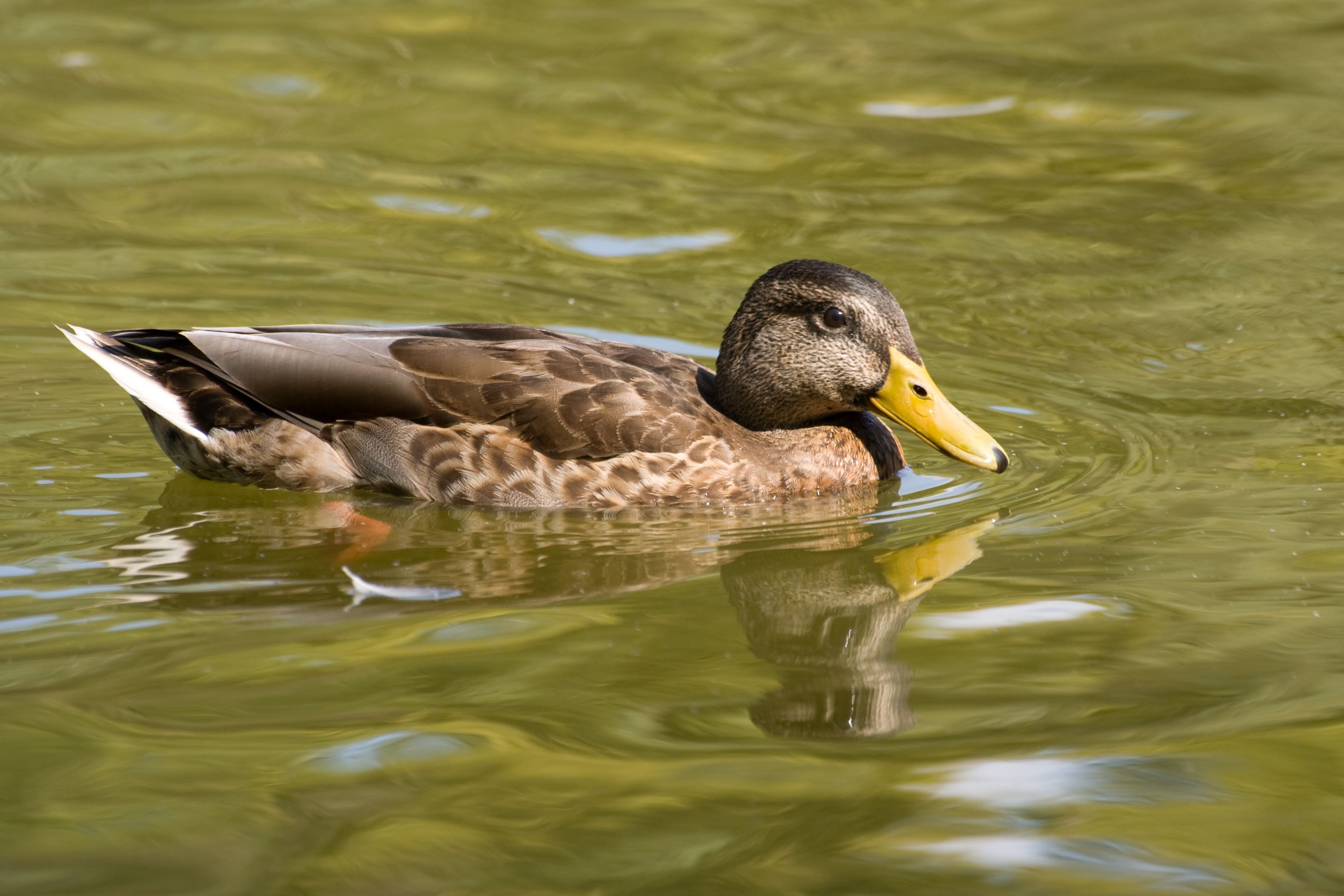 Sigma 70-300mm f/4-5.6 APO DG MACRO 鏡頭評語, 技術規格, 配件